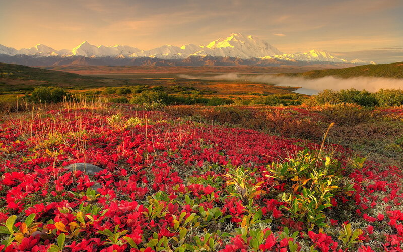 Red Tundra Plants — Serene, Sunset