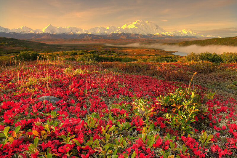 Red Tundra Plants — Serene