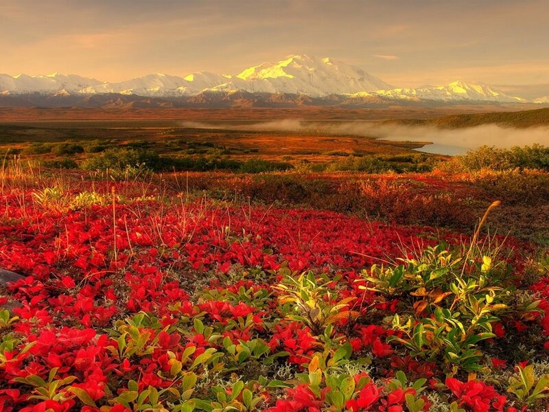 Red Tundra Plants