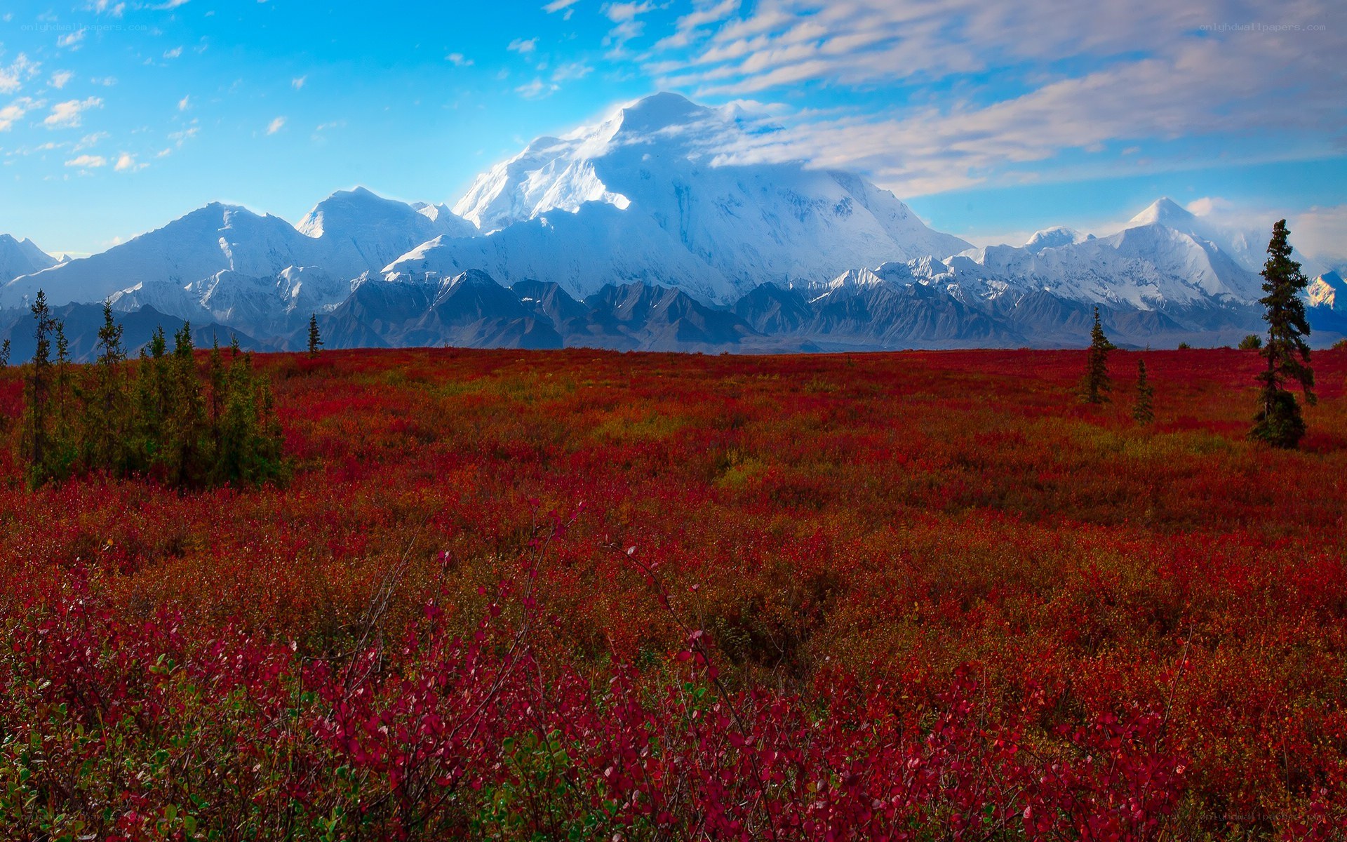 Red tundra under snow-capped mountains