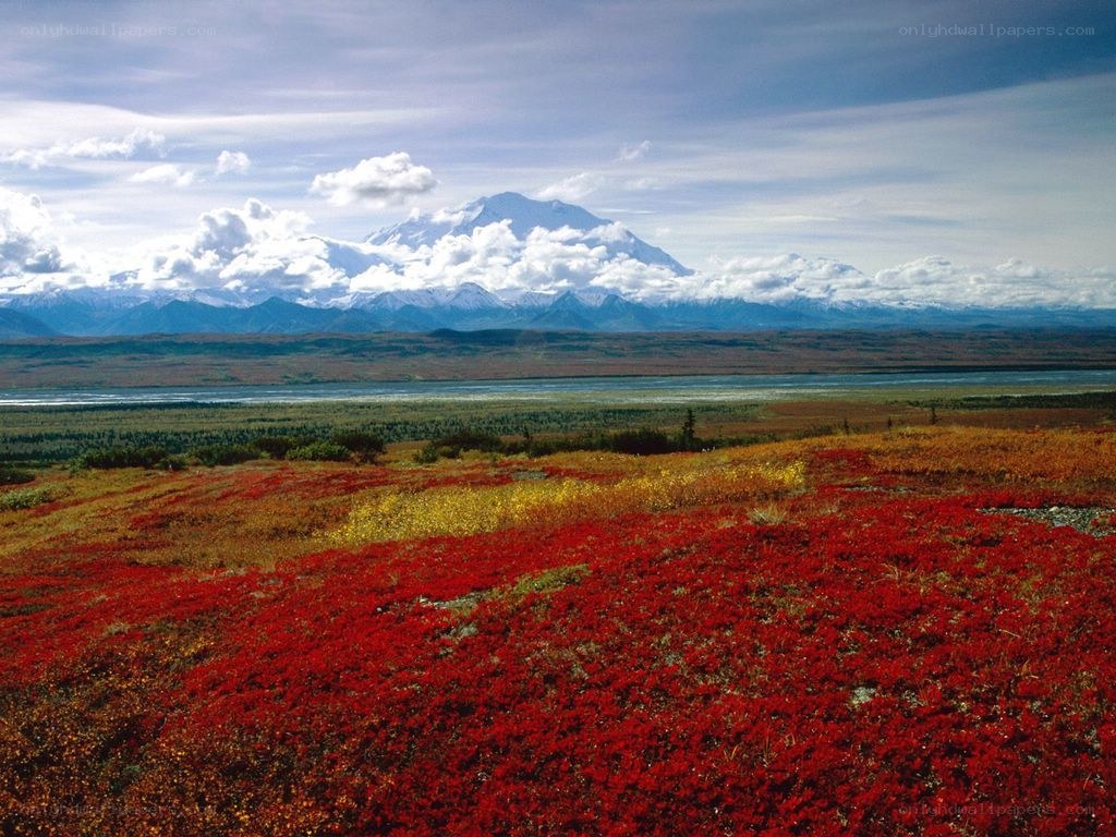 Red tundra with mountain view