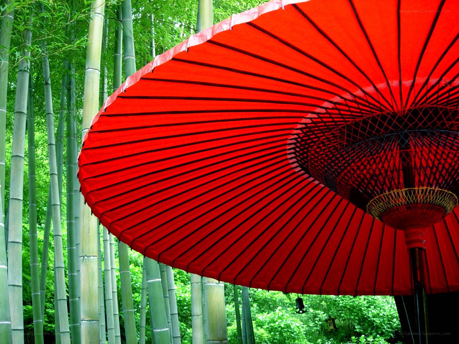 Red umbrella in bamboo forest