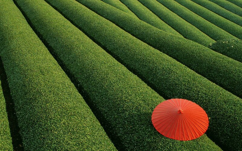 Red Umbrella in Field — Photograph