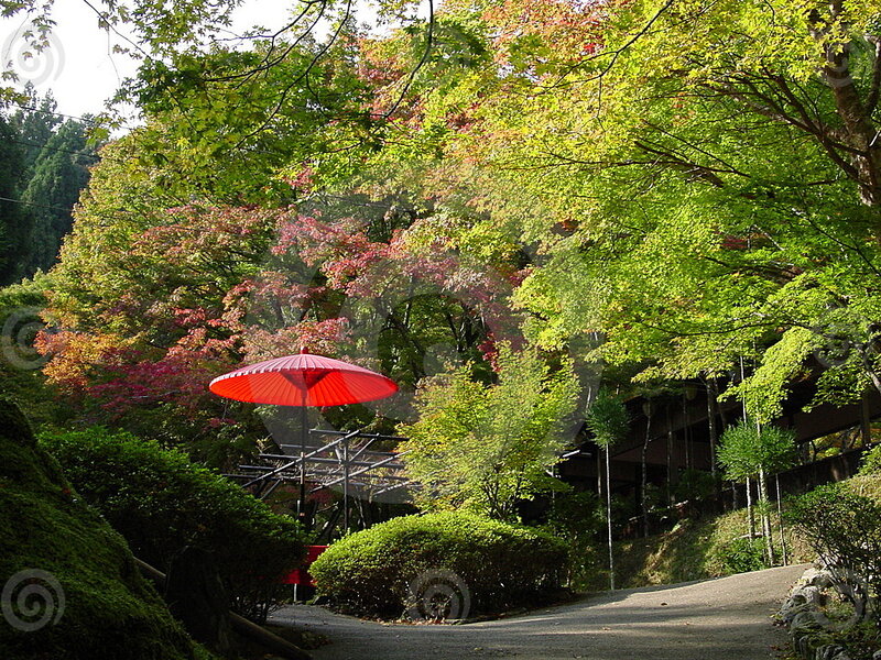 Red Umbrella in Garden