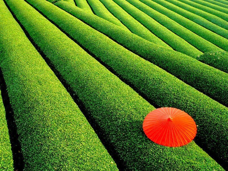 Red umbrella in green field