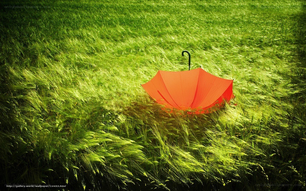 Red umbrella in green field