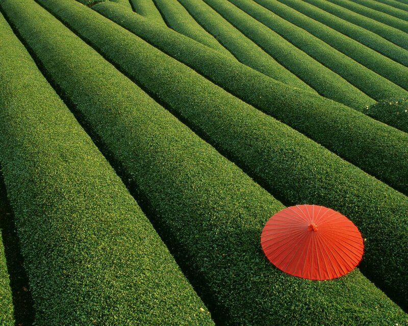 Red umbrella in tea field