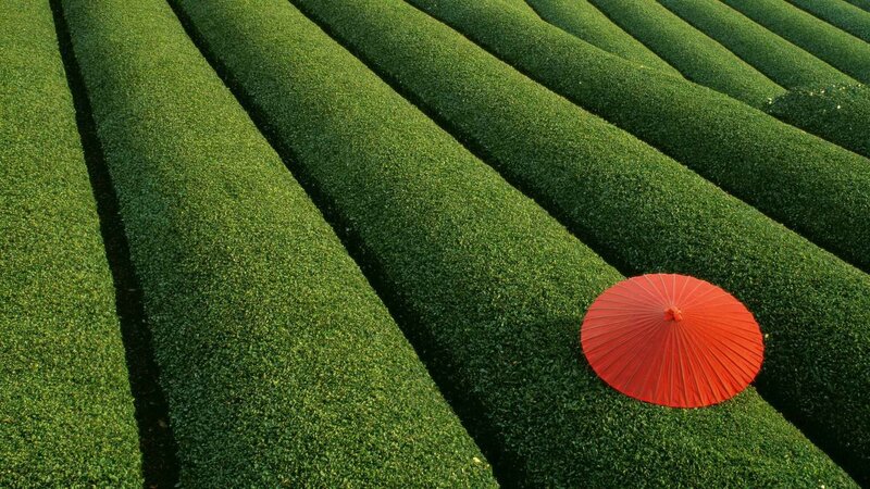 Red umbrella in tea fields