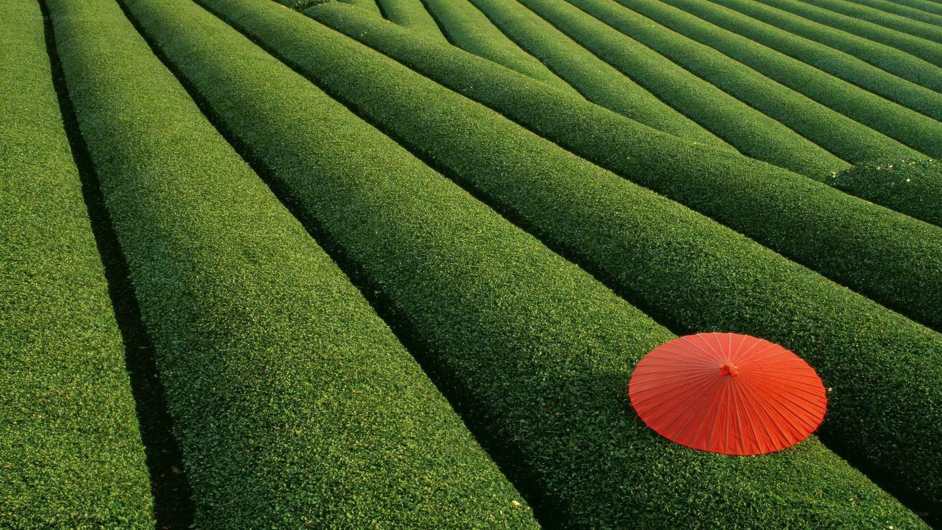 Red umbrella in tea fields