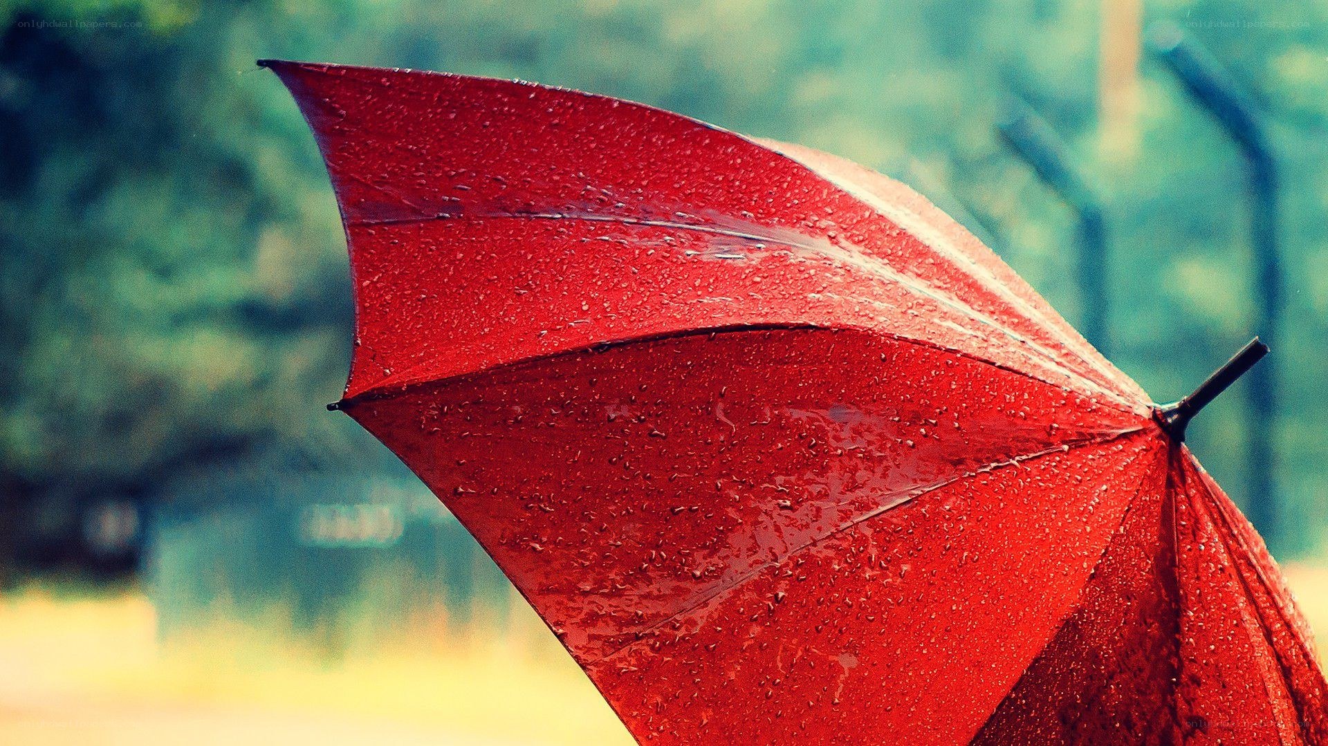 red umbrella in the rain