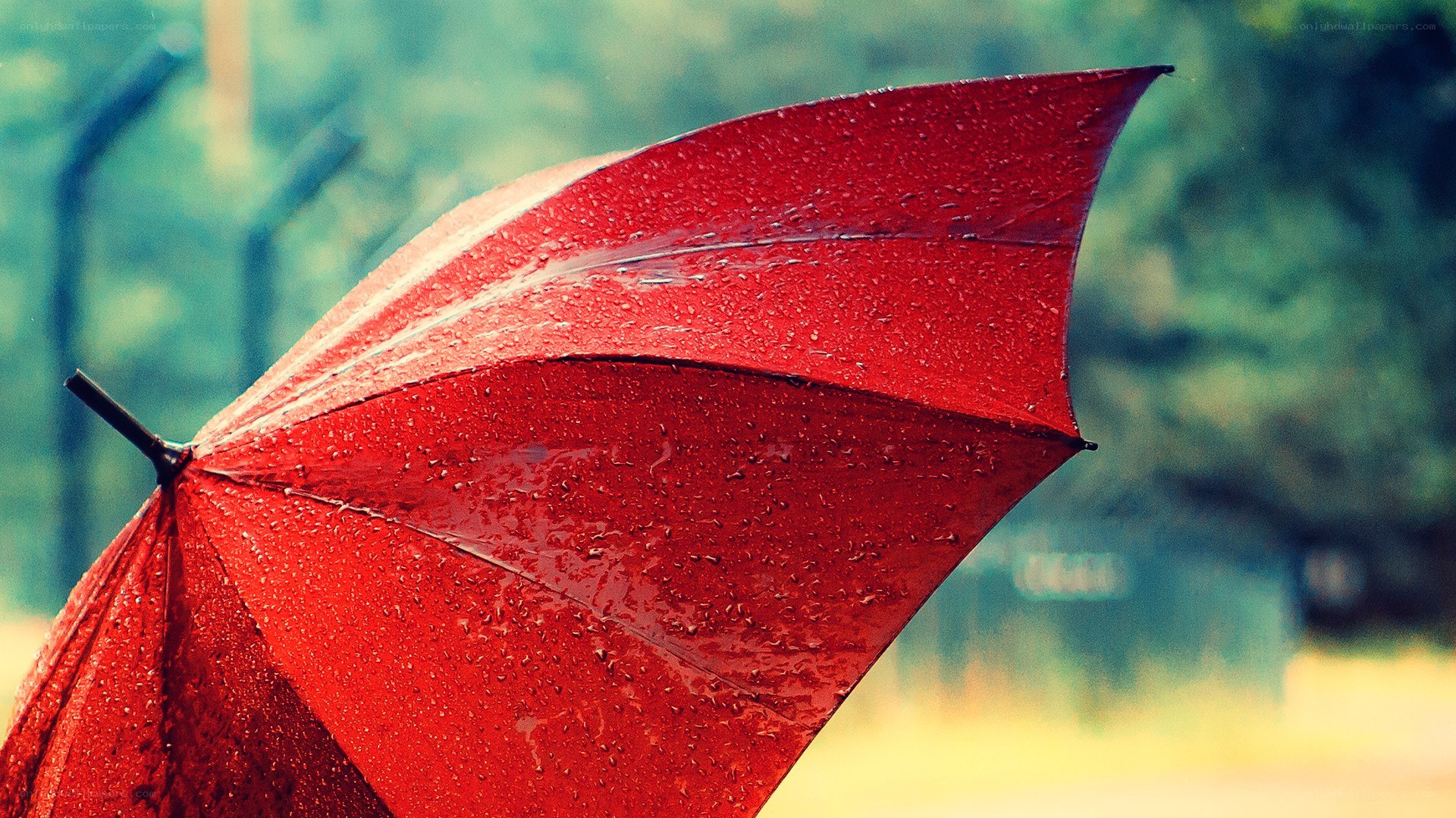 red umbrella in the rain