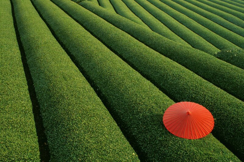 Red Umbrella on Green Field