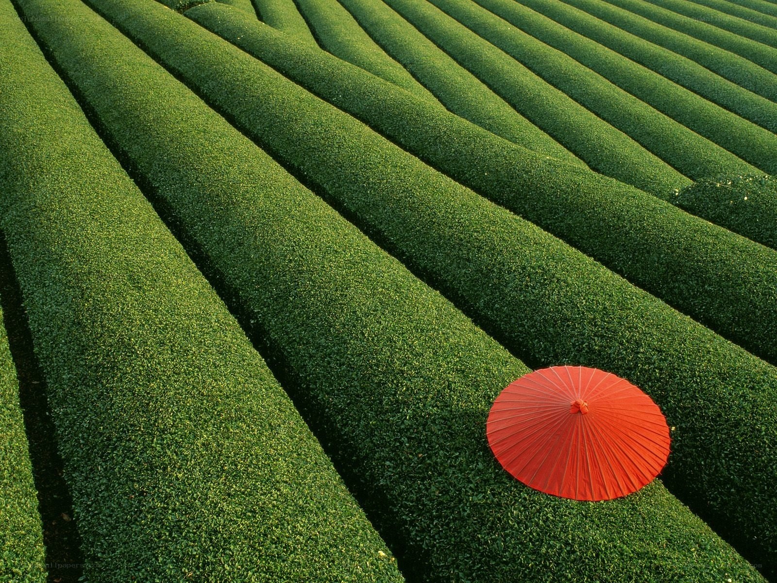 Red umbrella on tea field