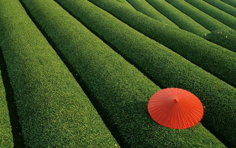 Red Umbrella on Tea Field — Green