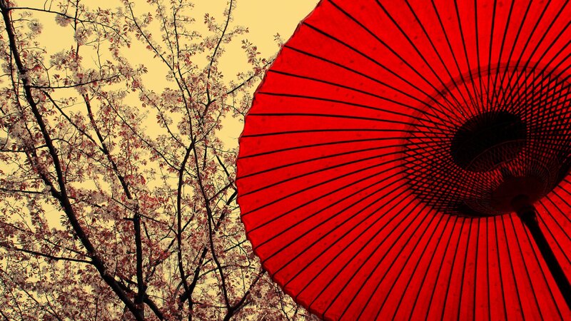 Red umbrella under cherry blossoms