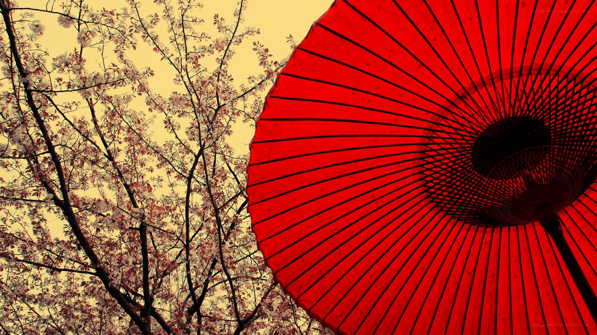 Red umbrella under cherry blossoms