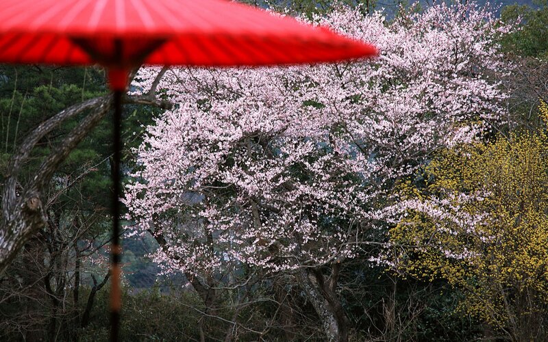 Red umbrella with cherry blossoms