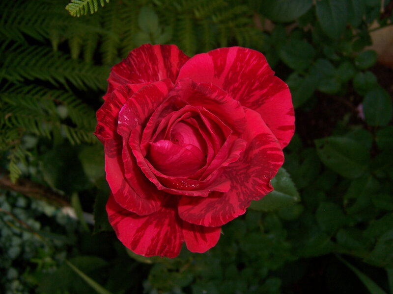 Red Variegated Rose