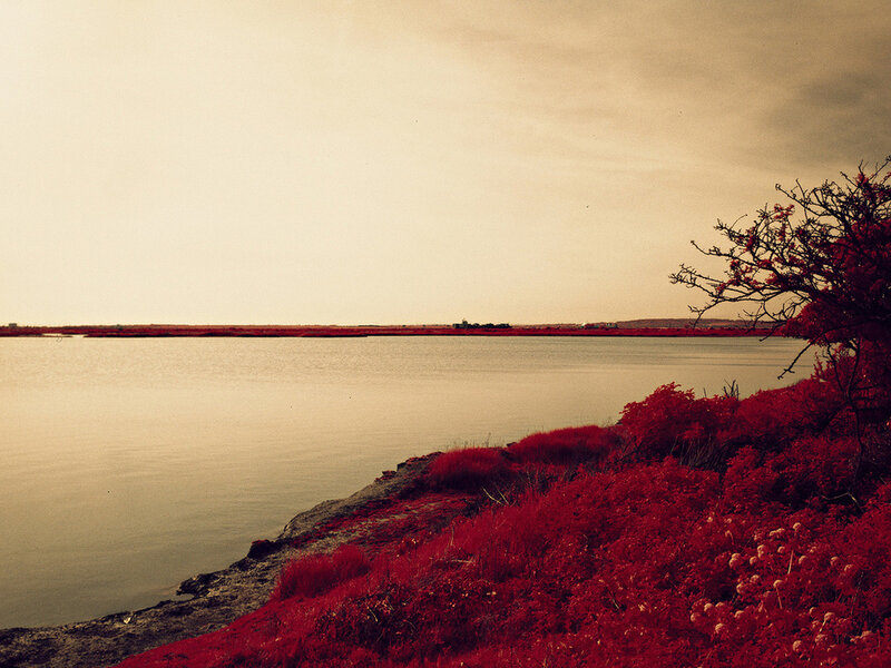 Red Vegetation by Water