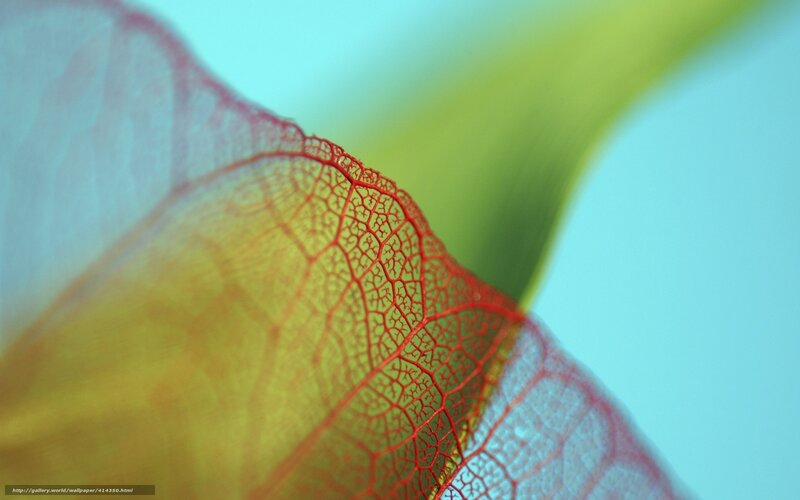 Red Vein Leaf Texture