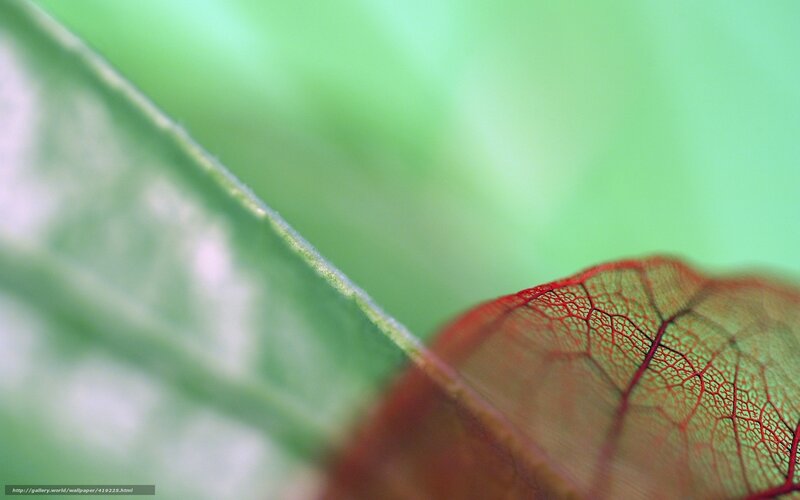 Red-veined leaf close-up