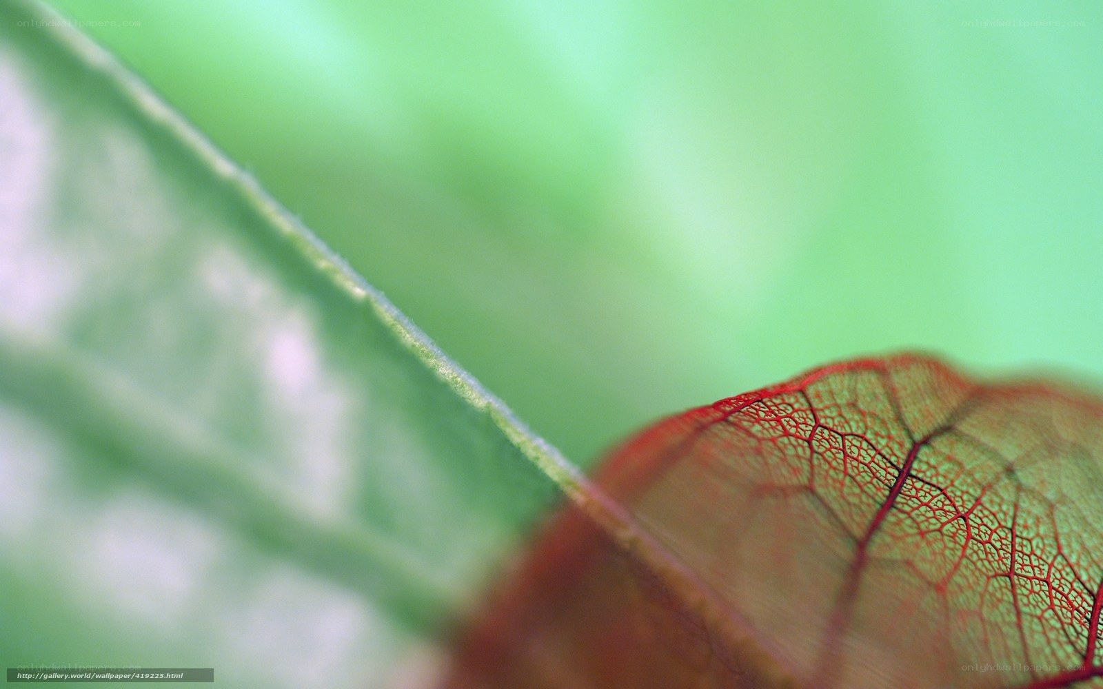 Red-veined leaf close-up
