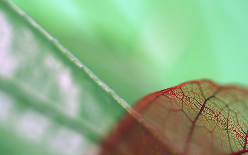 Red-veined Leaf
