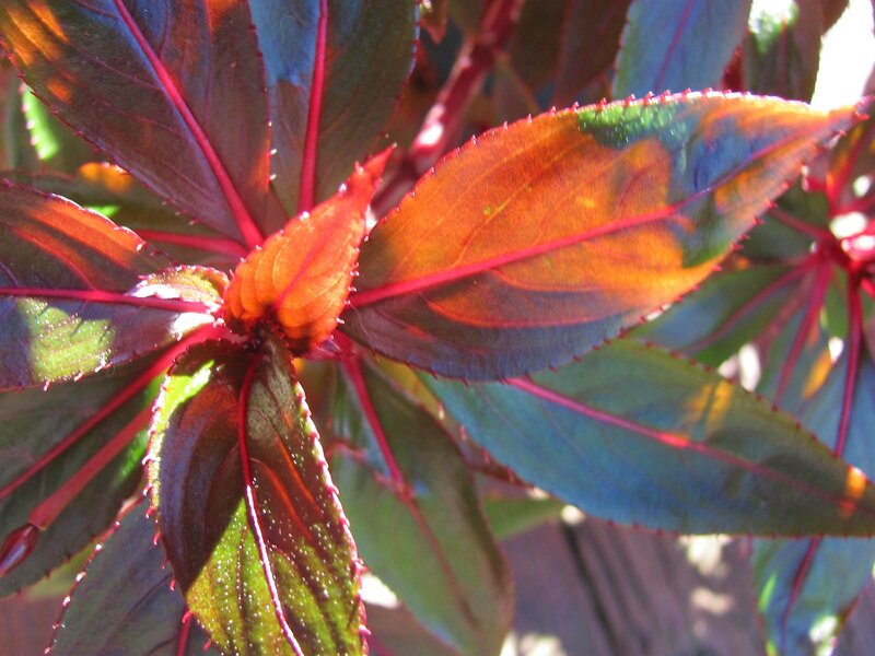 Red-veined Leaves