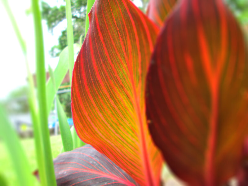 Red-veined Plant Leaves — Red