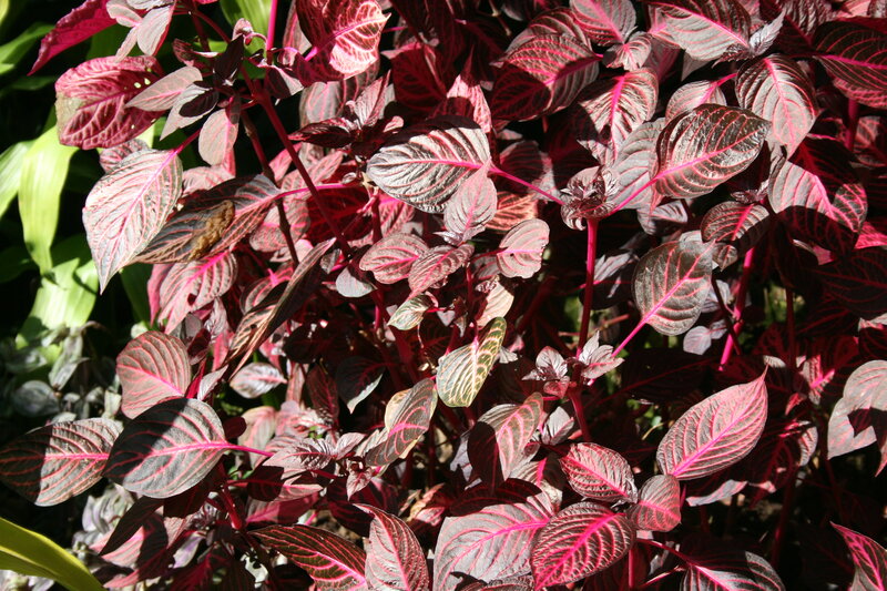 Red-veined Plant Leaves