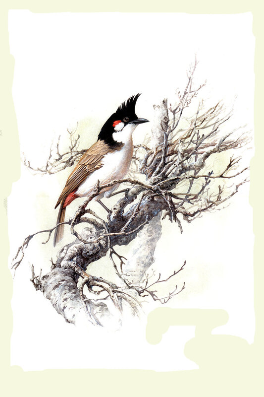 Red-vented Bulbul perched