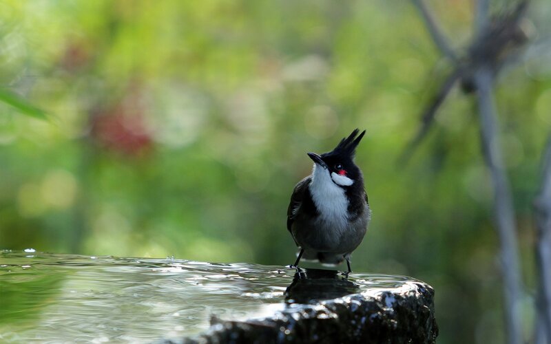 Red-vented Bulbul