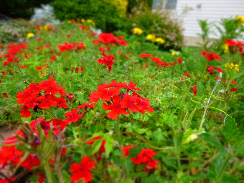 Red Verbena Flowers — Calm