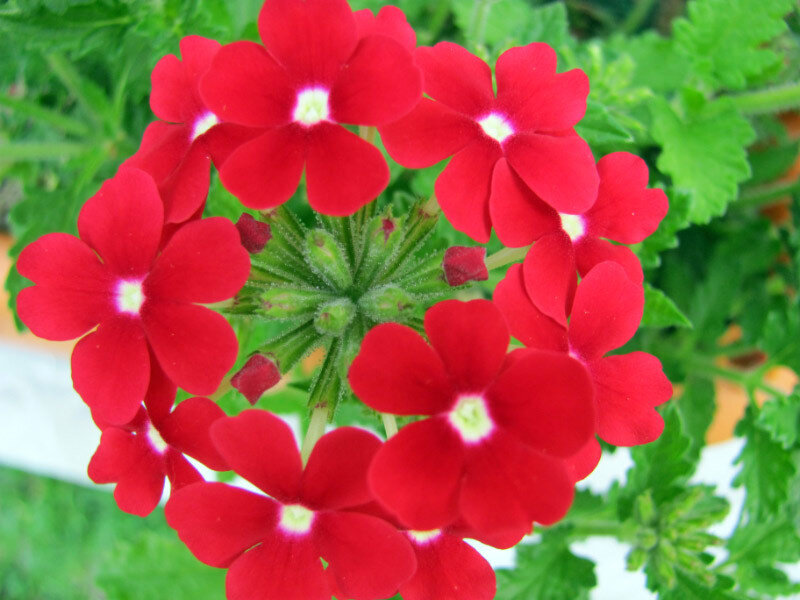 Red Verbena Flowers