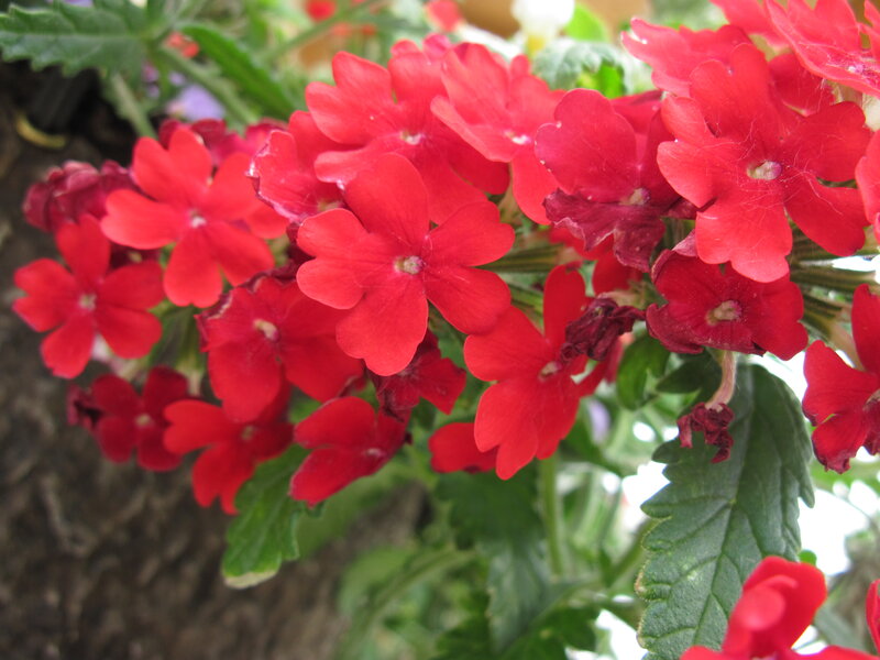 Red Verbena Flowers — Vibrant, Photograph