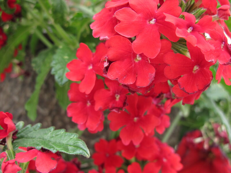 Red Verbena Flowers — Vibrant