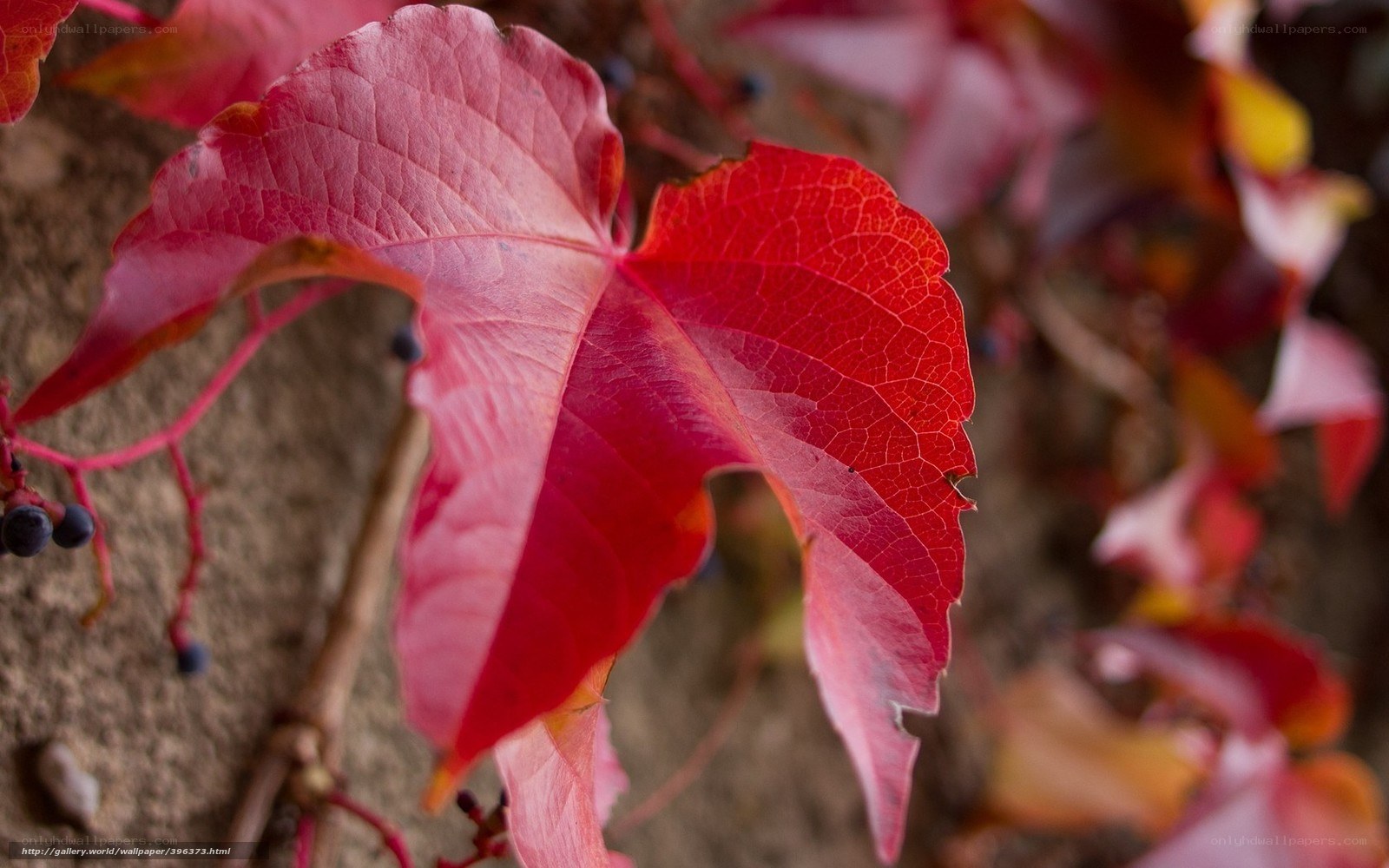 Red vine leaf in autumn