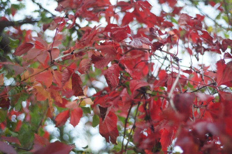 Red Vine Leaves — Calm