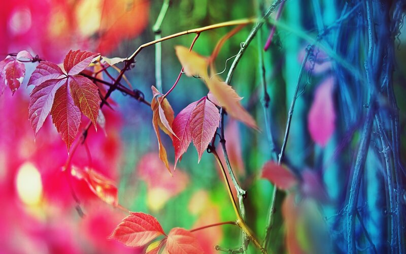 Red Vine Leaves — Colorful