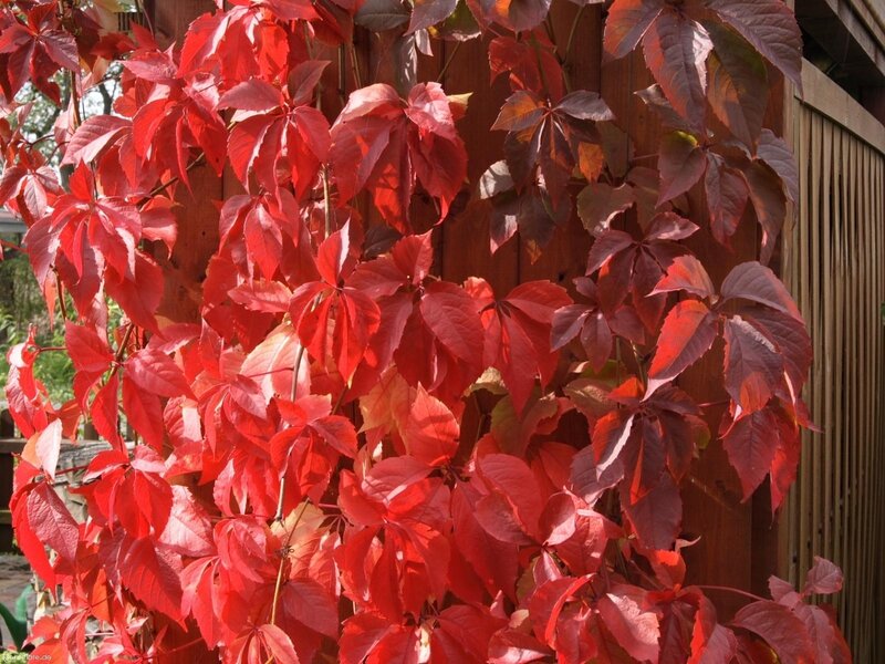 Red vine leaves on a wooden fence