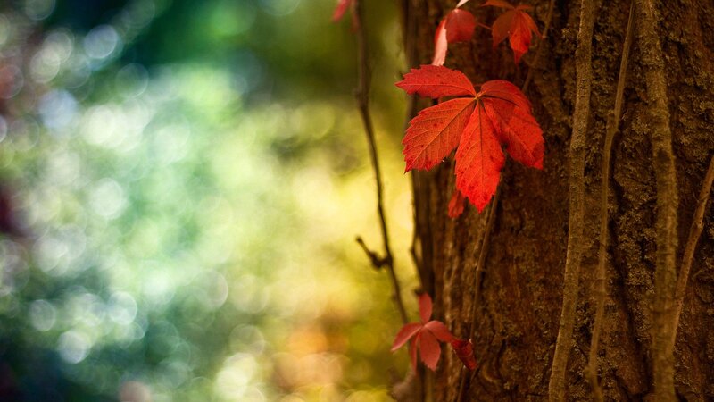 Red Vine Leaves on Tree — Serene, Autumn, Photograph, Tree Trunk