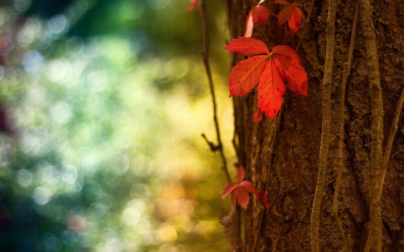 Red Vine Leaves on Tree — Serene, Autumn