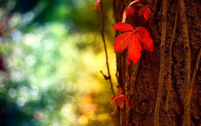 Red Vine Leaves on Tree — Serene