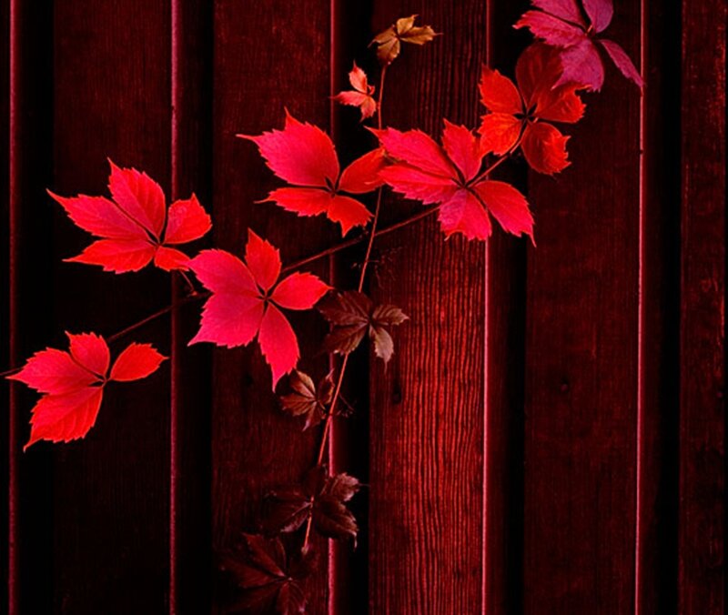 Red Vine Leaves on Wood