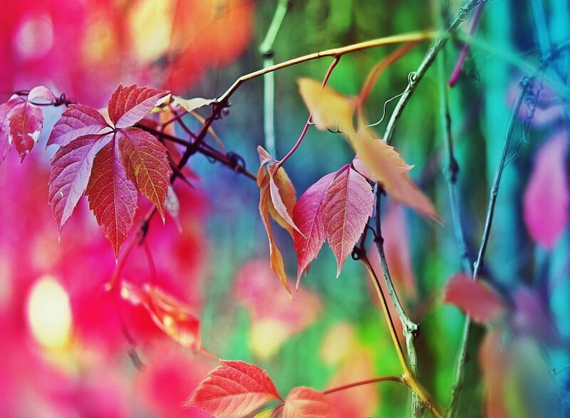 Red Vine Leaves