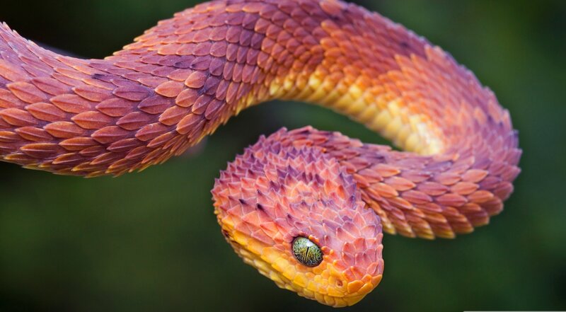 Red Viper Snake