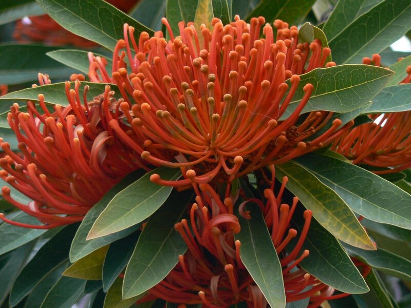 Red Waratah Flower — Natural, Afternoon