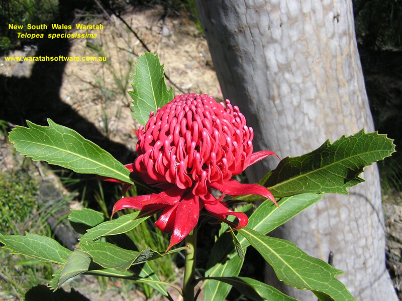 Red Waratah Flower — Natural