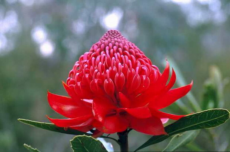 Red Waratah Flower