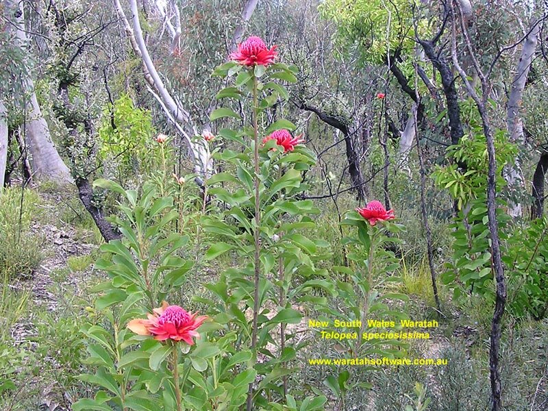 Red Waratah Flowers